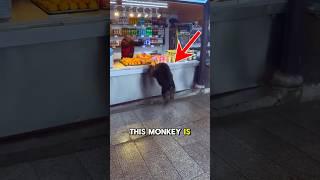 Monkey Caught Stealing