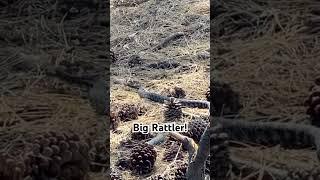 Camping in Big Bear: Giant Rattlesnake Found!