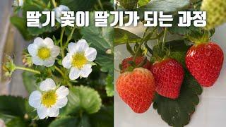 딸기꽃이 피고 열매가 달리는 과정:: strawberry flower to fruit