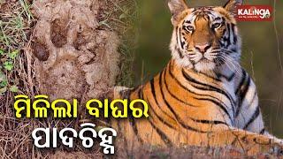 Pugmarks of tiger found in Odisha’s Ganjam || Kalinga TV