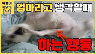 강아지가 행복할 때 하는 행동 10가지 (강아지가 주인을 너무 사랑하면 이렇게 까지 합니다)