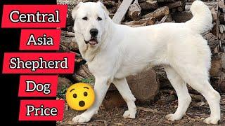 Central Asia Shepherd dog price  | Central Asia Shepherd dog | Central Asia Shepherd dog breed p