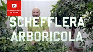 All you need to know about Schefflera Arboricola