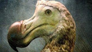 Scientists Finally Know The Real Reason Dodo Birds Went Extinct