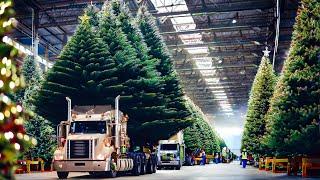 How Helicopters Help Farmers Harvest One Million Christmas Trees for the Holidays