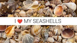 What does a seashell collection look like? 4 years collecting shells every week adds up quick!