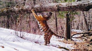 The Amur tiger is the master of the Siberian taiga. The rarest big cats in the world.