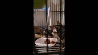 SUGAR GLIDERS HAVE A ROYAL RUMBLE OVER MUKBANG