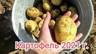 Урожай картофеля 2021 на свином навозе!