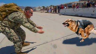 Most Emotional Dogs Reunions with Their Owners That Will Melt Your Heart ️Best of video 2022