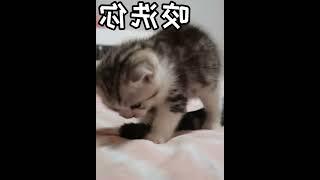 猫爸绝育后第一次带娃，好高冷！但小奶猫却好喜欢这个新“妈妈”   西瓜视频 #003