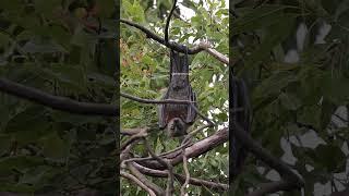 Wild flying fox (fruit bat) hanging #nature #wildlife #flyingfox #wild #fruitbat #bat #fox HA56161