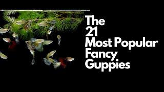 The 21 Most Popular Types of Guppy Fish 