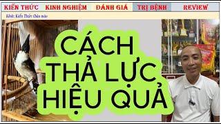 Cách thả lực để giúp chim không bị phè lông/ giải đáp 9 cách chăm chim hay