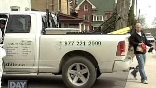 All Wildlife Removal Inc. Featured on "A Day On The Job"