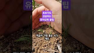 5월 6월, 소나무 유아 삽목 꿀팁! 지금 산으로 가세요