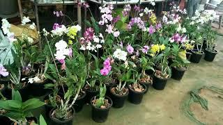 All types of Orchid Plants Nursery .