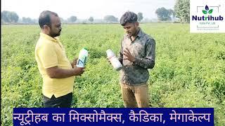 टमाटर की फसल में न्यूट्रीहब के उत्पाद के शानदार रिजल्ट#Cadica#Mixomax#Megakelp#Xpore#Suzerain