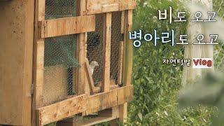 [June-3] Why We're No Longer Raising Native Chickens / How to Protect Our Crops from High Humidity