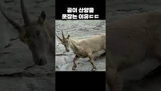 불곰이 산양을 이길 수 없는 이유ㄷㄷ