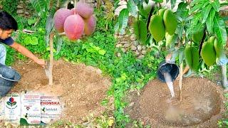 Best Fertilizer | Best Npk Fertilizer For Mango Trees