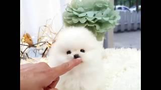 micro white pomeranian . adorable puppy TV