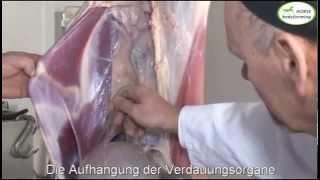 Faszien Anatomie - Grundlagen