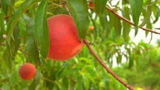 Pearson Farm in Peach County opens for peach season
