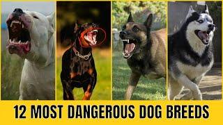 12 Most Dangerous Dog Breeds | FactsWOW