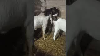 Ах,эта свадьба..козёл камори и коза гулаби/ нубийская.
