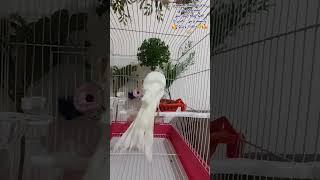كناري