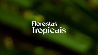 BRASIL | Florestas tropicais