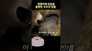 최강의 엉덩이를 가진 동물