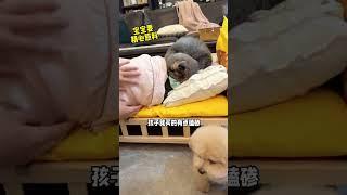 碎嘴子的私生活有点乱…让我捋捋#猫狗双全#碎嘴子#你狠狠吸猫我狠狠吸毛#你狠狠吸猫#万物可爱计划