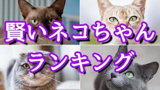 賢い!!知能の高い猫種ランキング