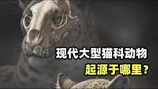 科普：大型猫科动物真的起源于非洲吗？其实很多狮吹都错了