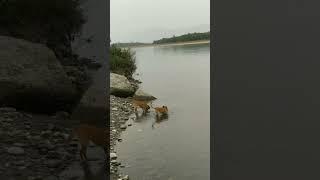 hai garmi #viral #shortvideo #nature #funnyshorts #sea #river #doglover #dogshorts #shorts