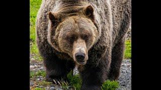 Three Bear Attack Stories That May Keep You Out Of The Woods