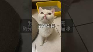 【秋秋幸福時光 EP01】給繁殖場退役的小貓一個家️第一天就先噴$7000 #shorts  #cat #貓 #貓咪 #領養代替購買