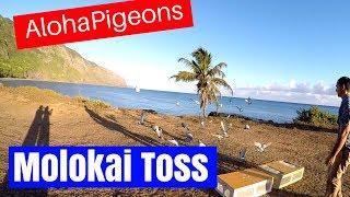 Homing Racing Pigeons in Hawaii