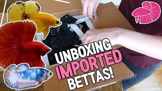 A Betta Unboxing I was Never Going to Share