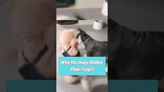 Dog Instincts Unleashed Part 6 #dog #dogs #doglover #dogshorts #puppy #pets #waggypurrs #funny