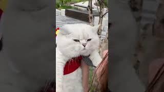 British cat likes kisses 