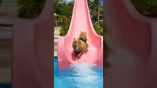 capybara asked Mr cat to play water slide with him #shorts #youtubeshorts #ytshorts #capybara #fyp