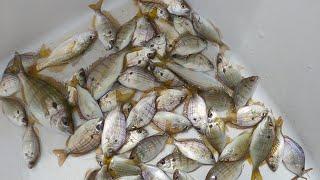 BEST Free Bait For BIG Mangrove Snapper (Fishing With Live Pinfish) Catching A Limit Of Keeper Mangs