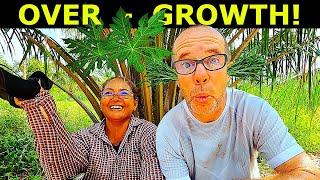 INSANE GROWTH on our Organic Farm in Thailand