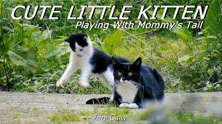 🟢 Cute Little Kitten Playing With Mommy's Tail!