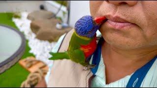 Rainbow lorikeet likes kissing  | BCC11