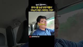 국내 최대규모 명이나물 농장 방문객들이 10kg씩 폭풍 수확하는 이유!