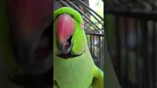 Talking parrot 